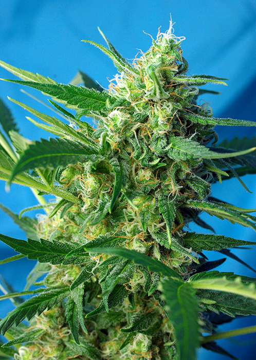 Sweet Seeds - NYC Diesel aka Ice Cool (fem.)