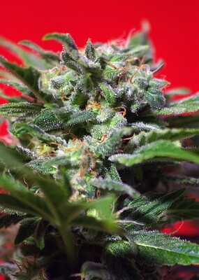 Sweet Seeds - Ganesh Spirit (fem.) 02100