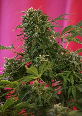 Sweet Seeds - Snow Fruit (fem.) 02111