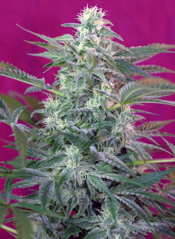 Sweet Seeds - Big Foot (fem.)
