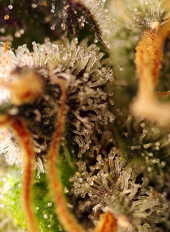 Sweet Seeds - Gorilla Sherbet F1 Fast Version (fem.)
