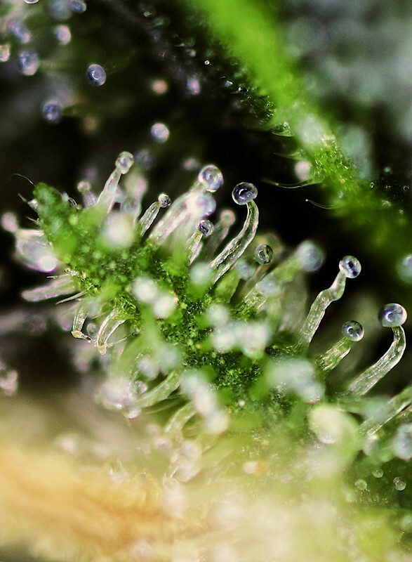 Sweet Seeds - Black Jack (fem.)