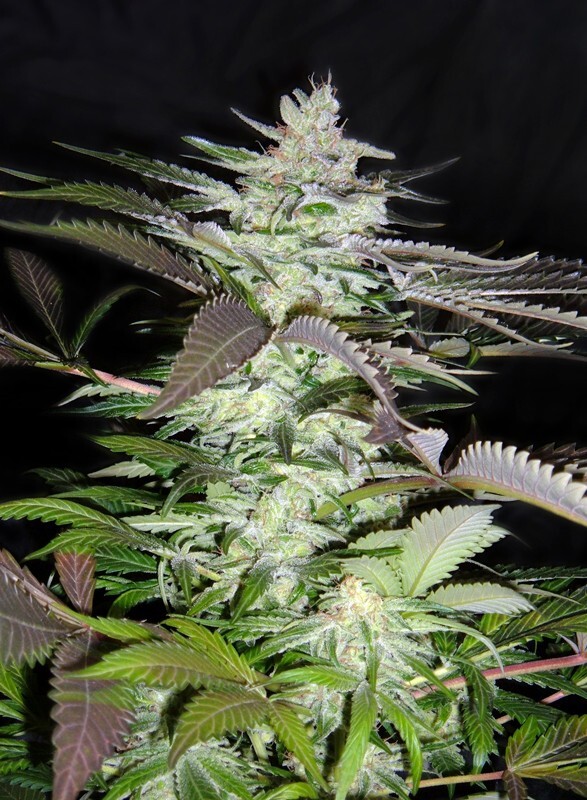 Sweet Seeds - Black Jack (fem.)