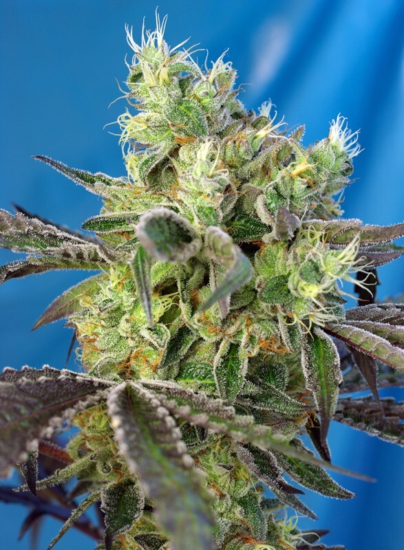 Sweet Seeds - Do Sweet Dos (fem.)