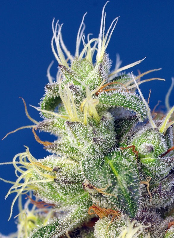 Sweet Seeds - Do Sweet Dos (fem.)