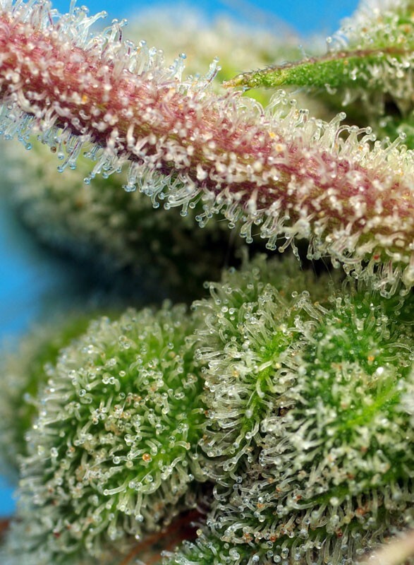 Sweet Seeds - Do Sweet Dos (fem.)