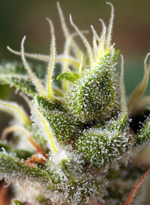 Sweet Seeds - Gorilla Girl F1 Fast Version (fem.)