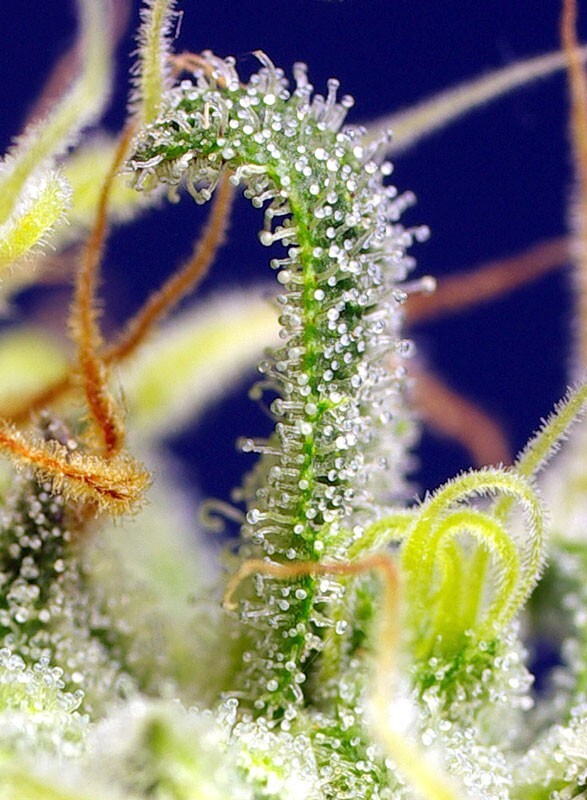Sweet Seeds - Green Poison CBD (fem.)