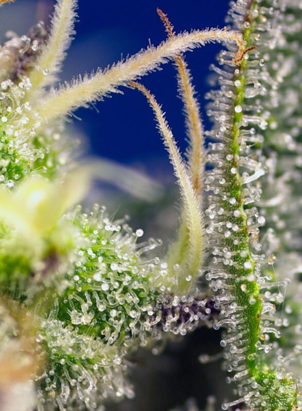Sweet Seeds - Green Poison XL Auto (auto/fem.)