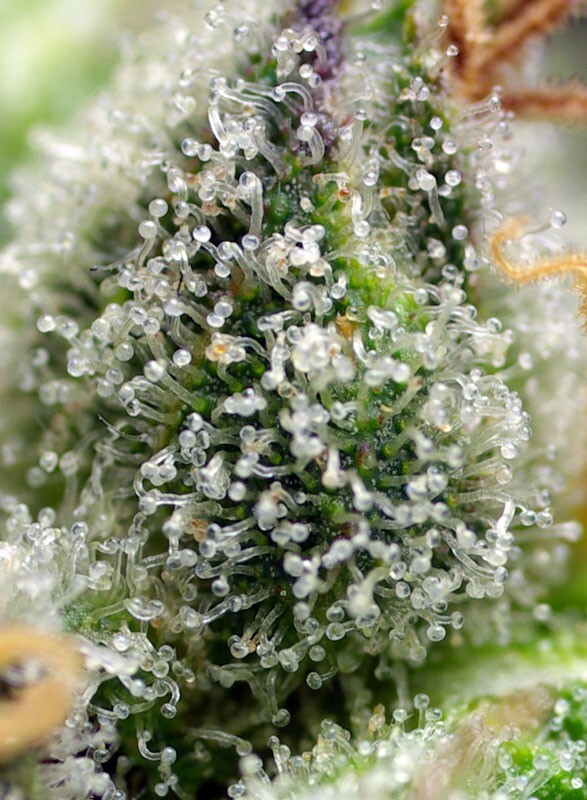 Sweet Seeds - Green Poison F1 Fast Version (fem.)