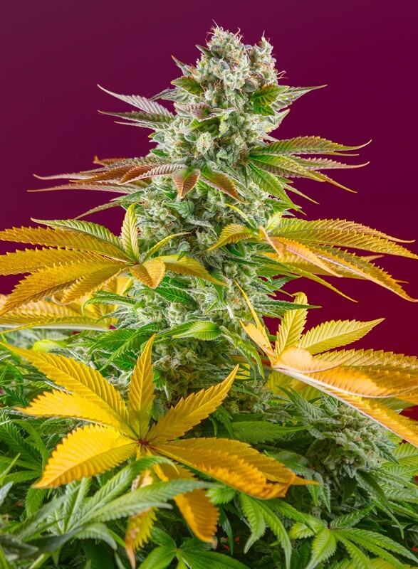 Sweet Seeds - Gorilla Girl F1 Fast Version (fem.)