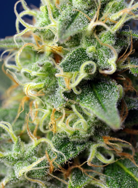 Sweet Seeds - Green Poison CBD (fem.)