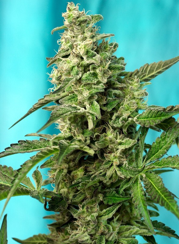 Sweet Seeds - Green Poison F1 Fast Version (fem.)