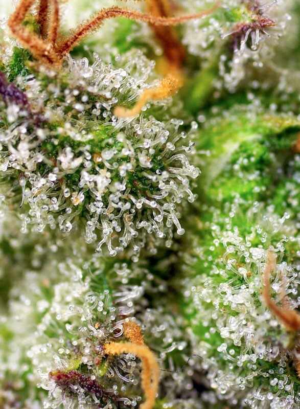 Sweet Seeds - Green Poison F1 Fast Version (fem.)