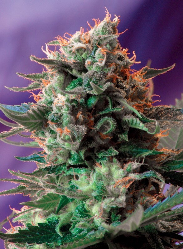 Sweet Seeds - Jack 47 (fem.)