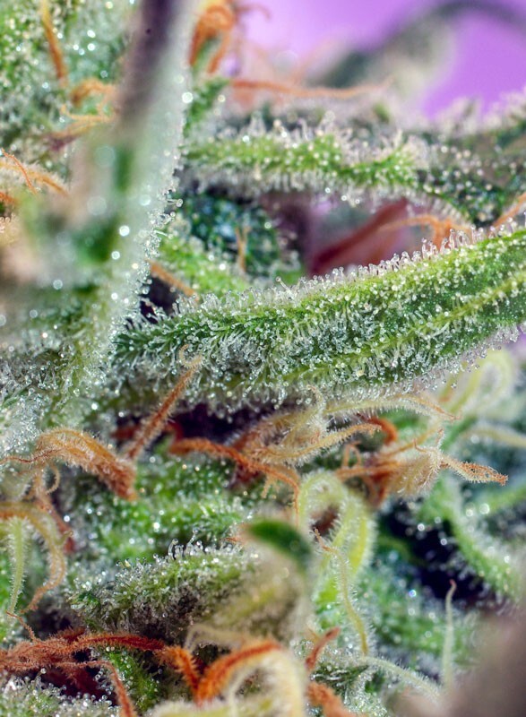 Sweet Seeds - Jack 47 (fem.)