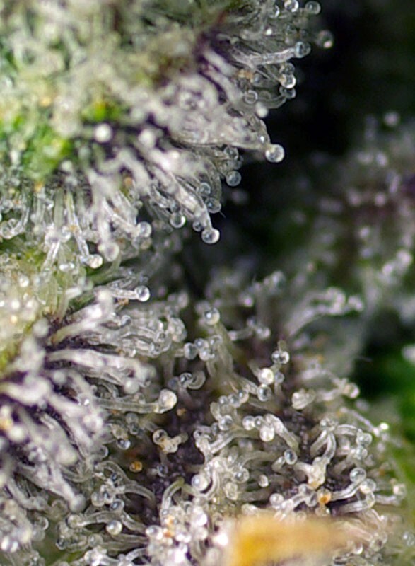 Sweet Seeds - Green Poison XL Auto (auto/fem.)