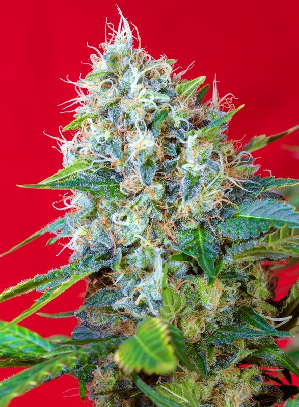 Sweet Seeds - Green Poison (fem.)