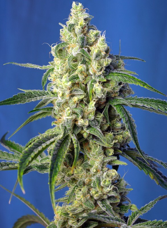 Sweet Seeds - Green Poison CBD (fem.)