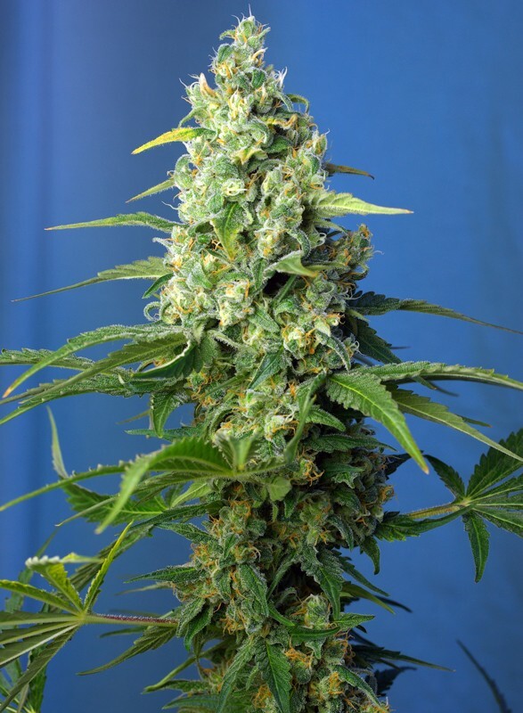 Sweet Seeds - Honey Peach Auto CBD (auto/fem.)