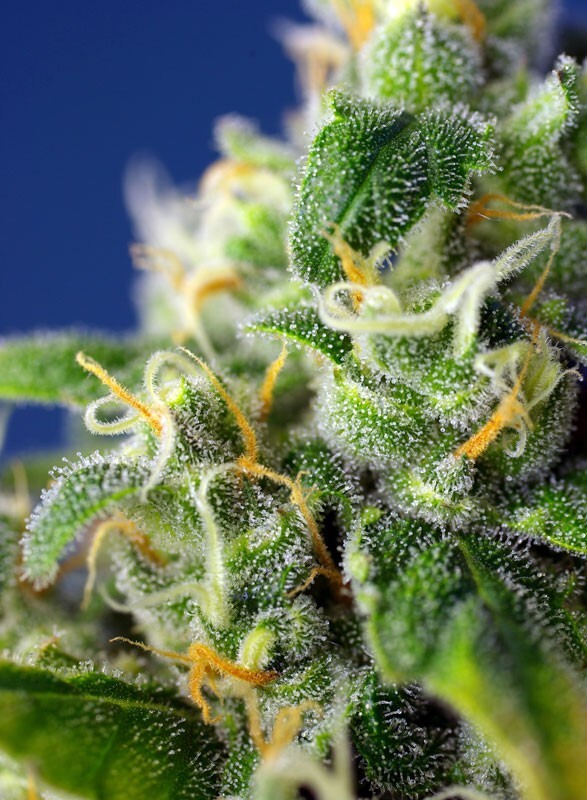 Sweet Seeds - Honey Peach Auto CBD (auto/fem.)