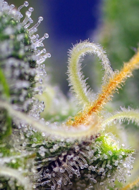 Sweet Seeds - Honey Peach Auto CBD (auto/fem.)
