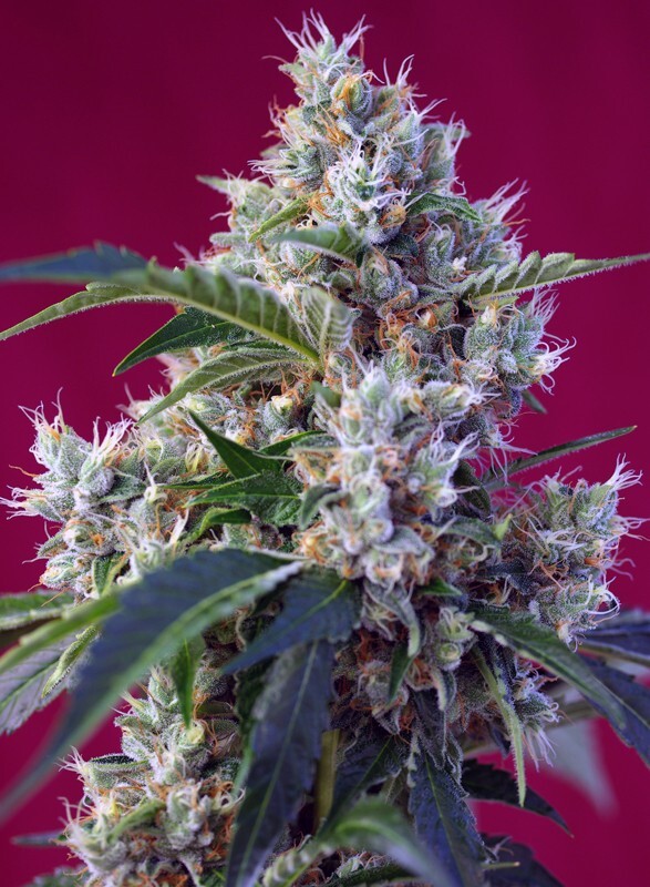 Sweet Seeds - Indigo Berry Kush (fem.)