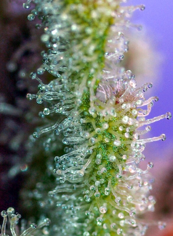 Sweet Seeds - Jack 47 (fem.)