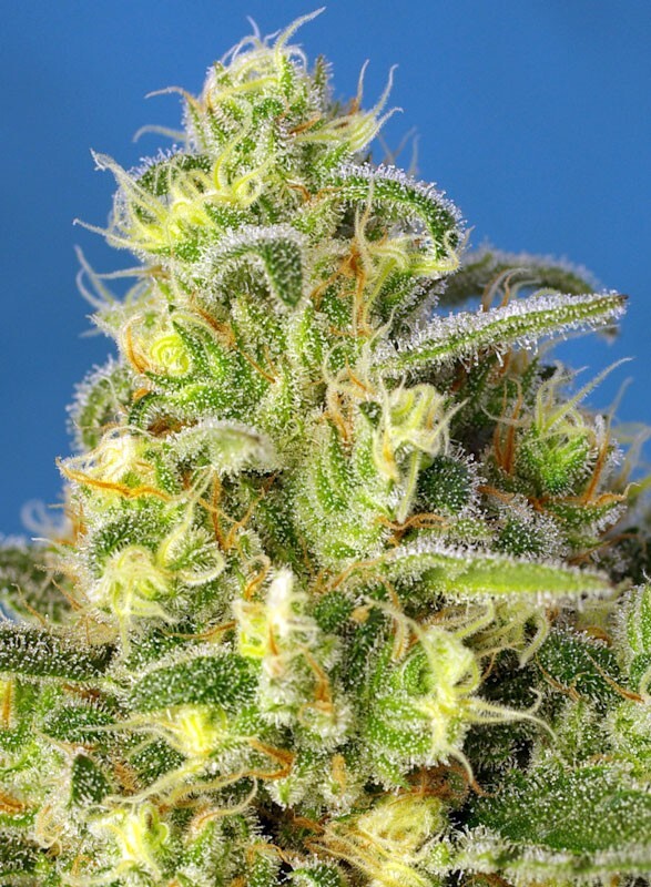 Sweet Seeds - Jack 47 XL Auto (auto/fem.)