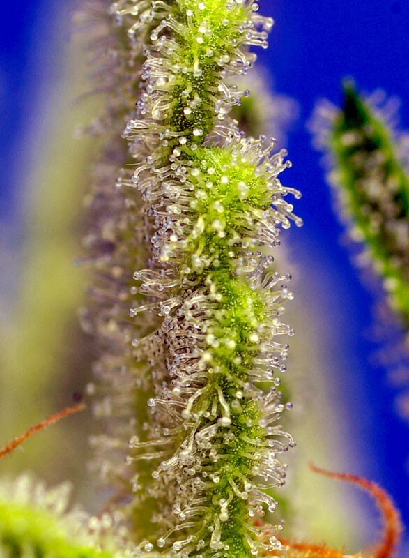 Sweet Seeds - Jack 47 XL Auto (auto/fem.)