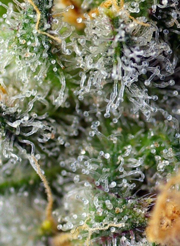 Sweet Seeds - Indigo Berry Kush (fem.)