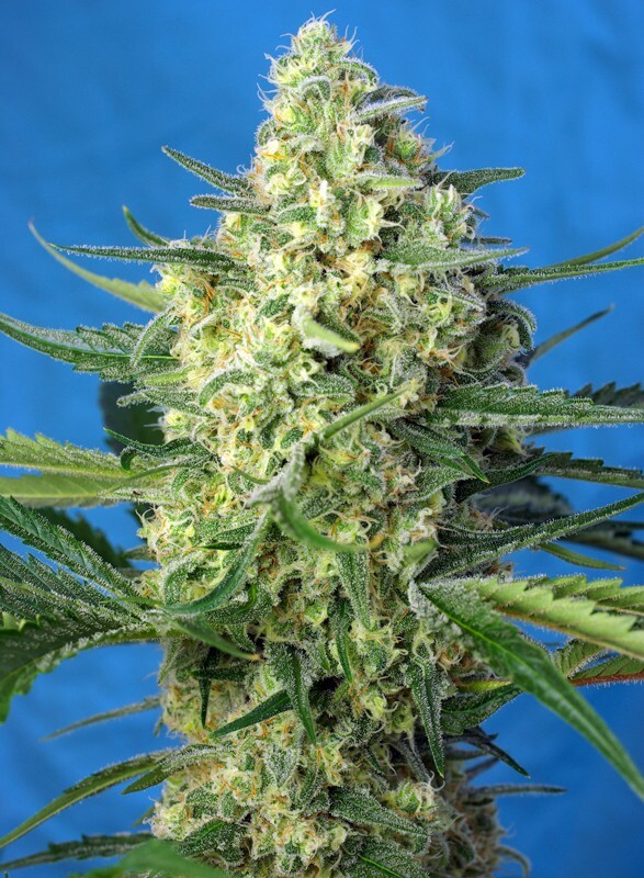 Sweet Seeds - Jack 47 XL Auto (auto/fem.)