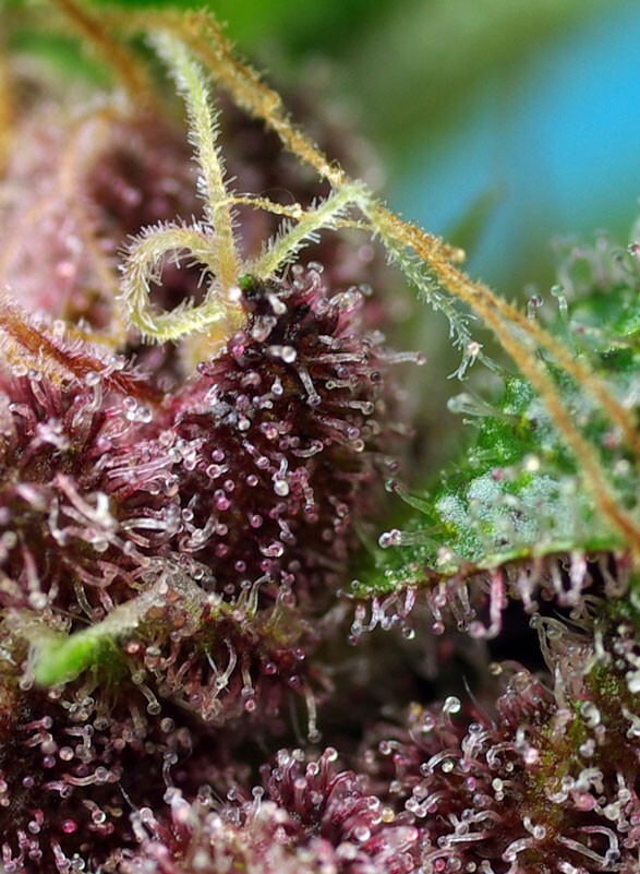Sweet Seeds - Red Mandarine F1 Fast Version (fem.)