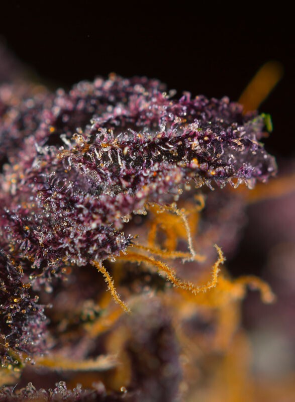 Sweet Seeds - Red Poison Auto (auto/fem.)