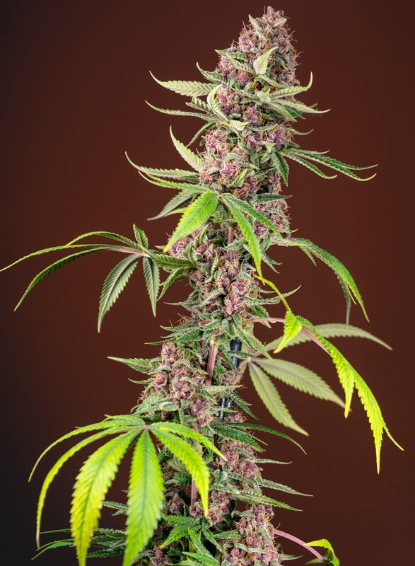 Sweet Seeds - Red Mandarine F1 Fast Version (fem.)