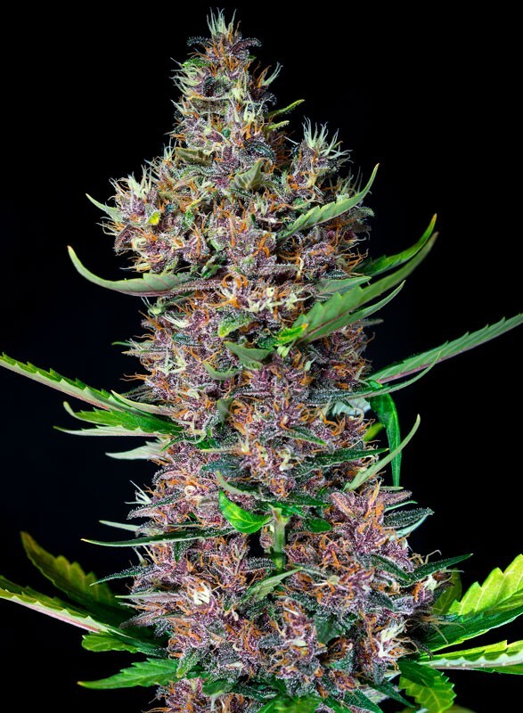 Sweet Seeds - Red Poison Auto (auto/fem.)