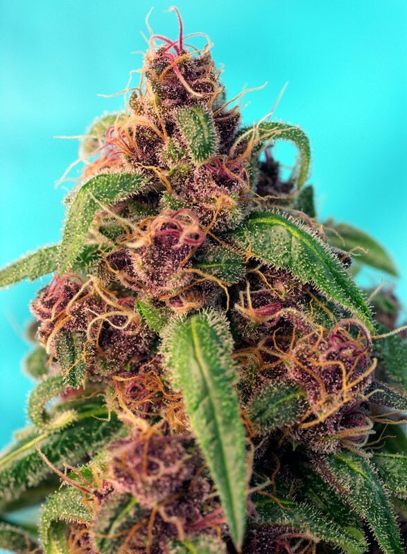 Sweet Seeds - Red Mandarine F1 Fast Version (fem.)