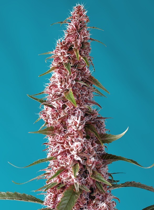 Sweet Seeds - Red Pure Auto CBD (auto/fem.)