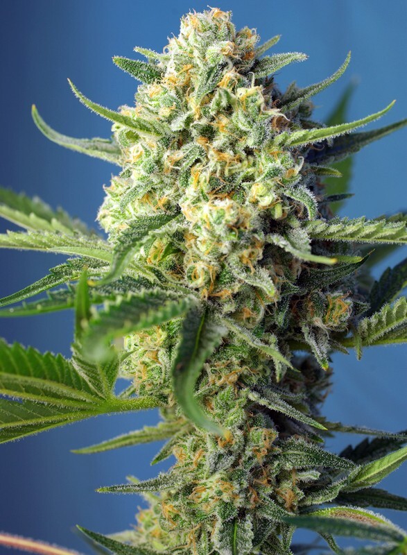 Sweet Seeds - S.A.D. Sweet Afgani Delicious Auto (auto/fem.)