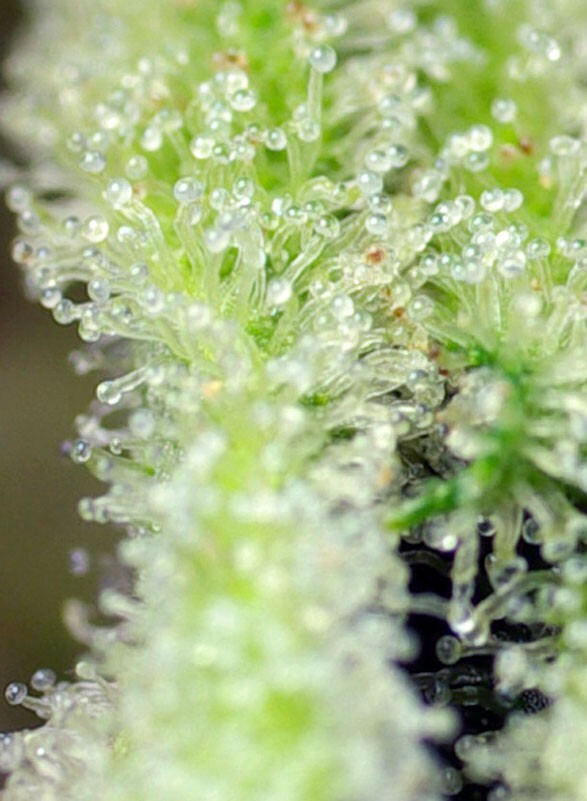 Sweet Seeds - San Fernando Lemon Kush (fem.)