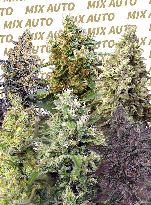 Sweet Seeds - Sweet Mix Auto (auto/fem.)
