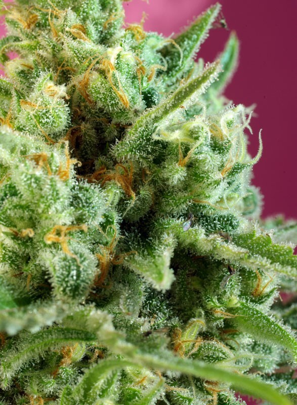 Sweet Seeds - S.A.D. Sweet Afgani Delicious CBD (fem.)