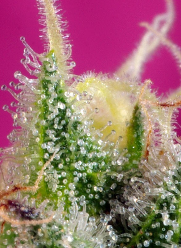 Sweet Seeds - S.A.D. Sweet Afgani Delicious CBD (fem.)