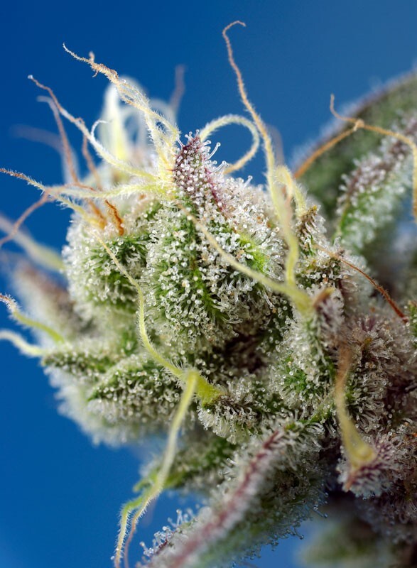 Sweet Seeds - Sweet Cheese XL Auto (auto/fem.)