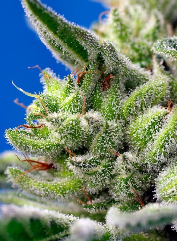 Sweet Seeds - Sweet Gelato Auto (auto/fem.)