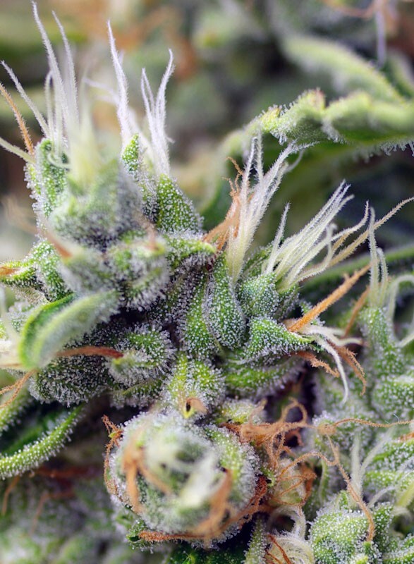 Sweet Seeds - San Fernando Lemon Kush (fem.)