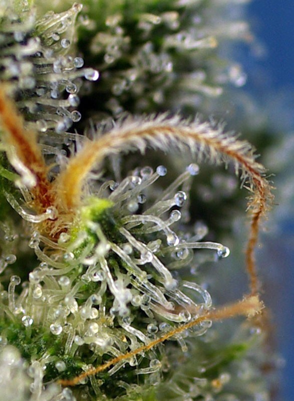 Sweet Seeds - Sweet Amnesia Haze (fem.)