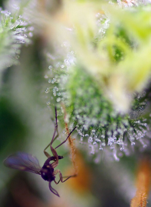 Sweet Seeds - Sweet Amnesia Haze XL Auto (auto/fem.)