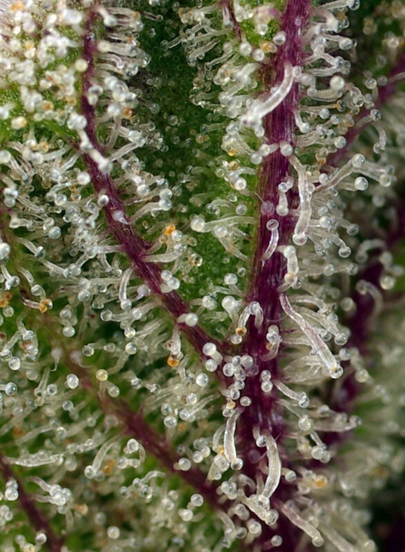 Sweet Seeds - Sweet Cheese XL Auto (auto/fem.)