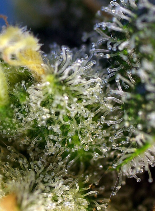 Sweet Seeds - Sweet Amnesia Haze (fem.)